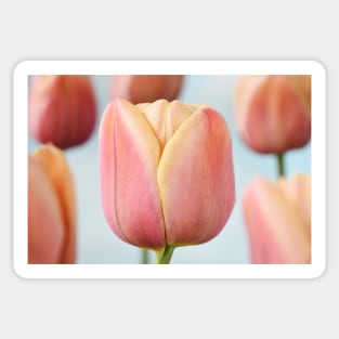 Tulipa &#39;La Belle epoque&#39; Double Early Tulip Sticker